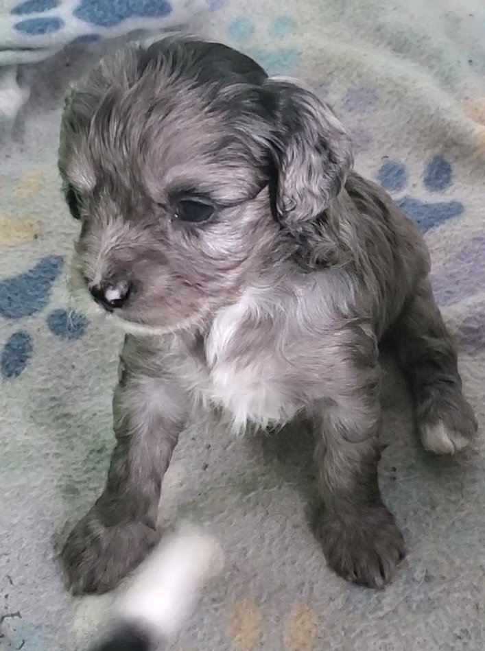 Merle Cavapoos, wow!