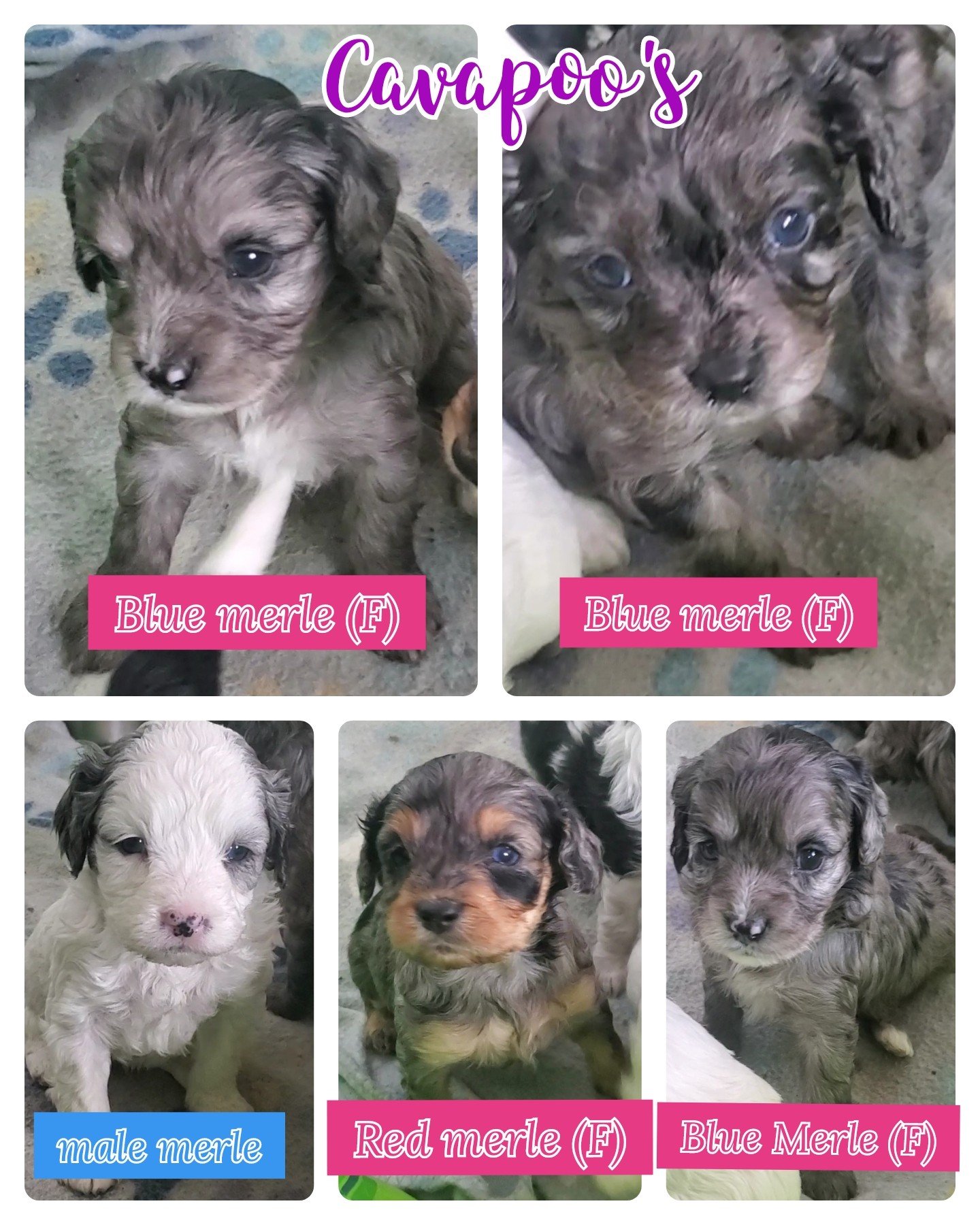 Merle Cavapoos, wow!