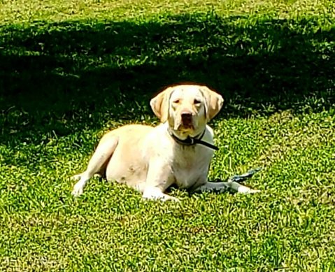 Yellow Pointer/lab Looking for a great home for our beautiful yellow lab, Elsa, now retired.